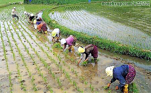 모내기.  허리 아파도 20여일은 죽어라고 일을 해야 합니다. 